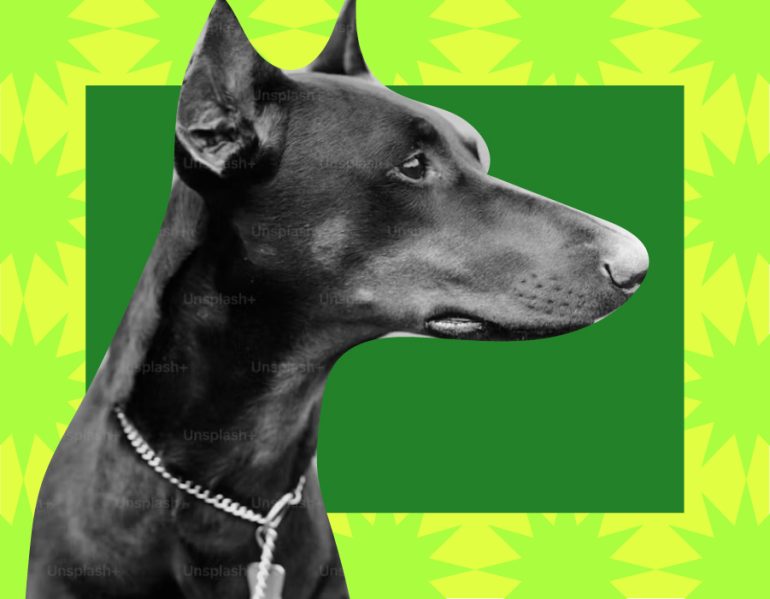 Dog on green background