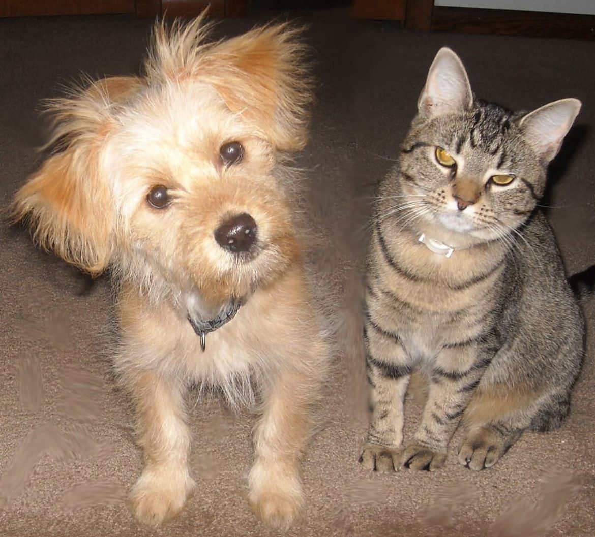 Dog and cat