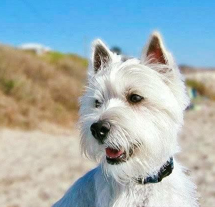 McGregor the dog