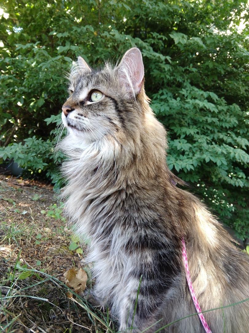 Rosemary the distinguished cat