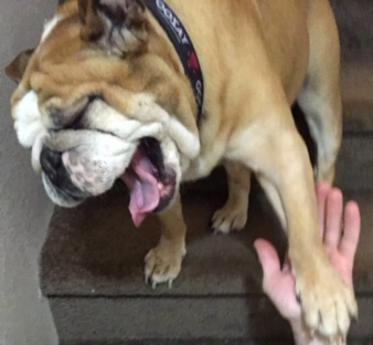 Ruby the dog