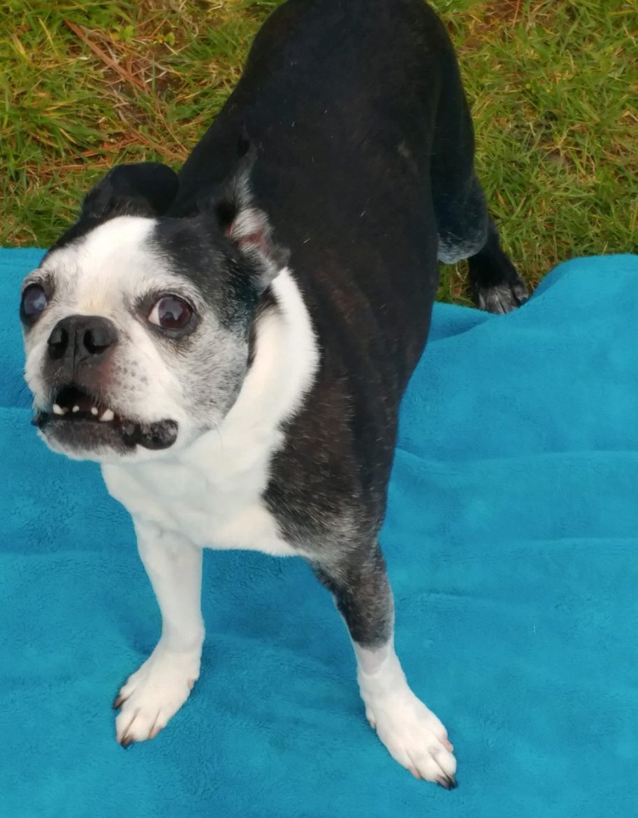 Rufus the dog