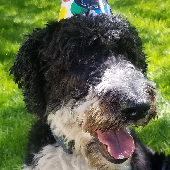 Sherman, a happy dog with a party hat