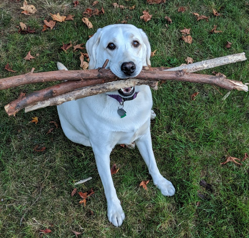 Cute dog Tupples holding an impressive amount of sticks in mouth