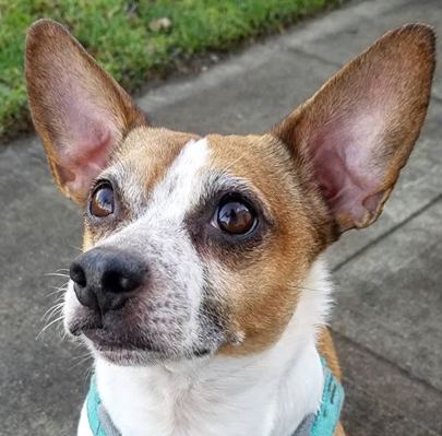Moby the dog