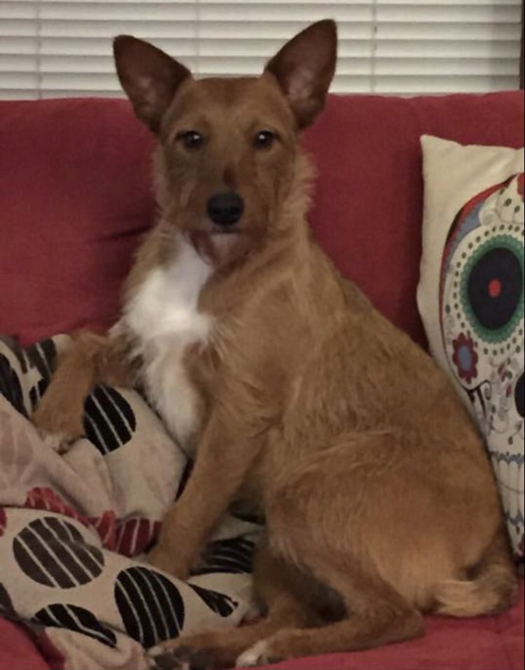 Luna Kapuna the Big Babuna the dog