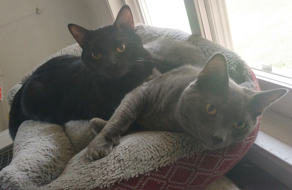Mystique and Torque the cats