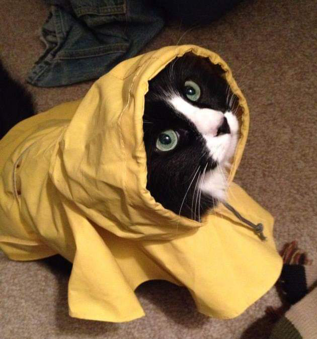 Sir Chubbers of Fluffy Bottom the cat in yellow raincoat