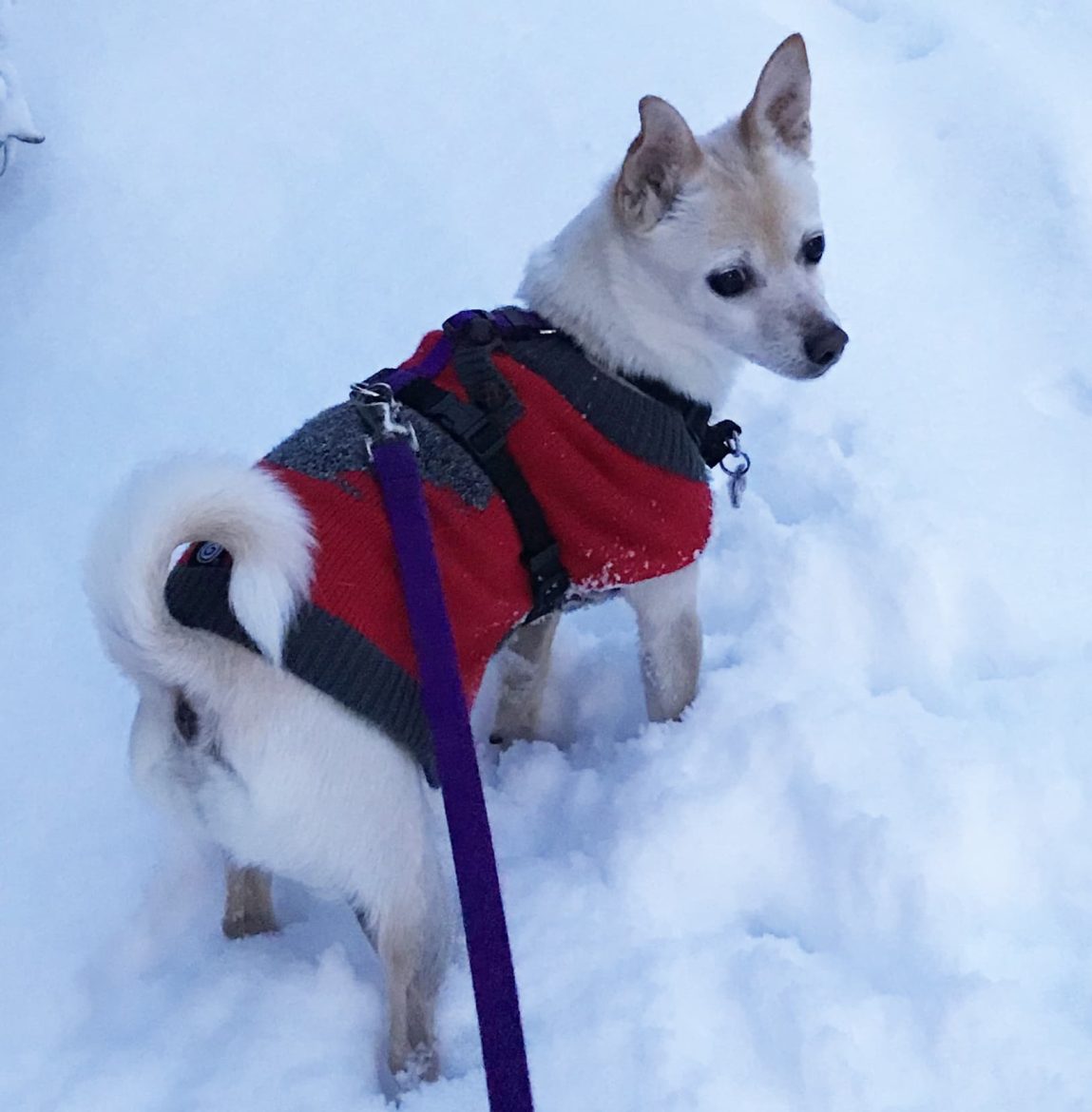 Winnie the dog in snow