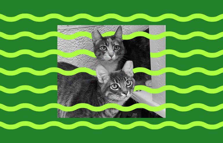 Two cats are sitting close together in a black and white photograph. Green wavy lines are overlaid on the image, with a green border surrounding it.