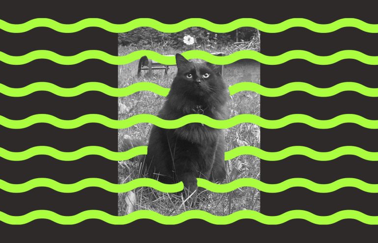 An image of a black cat surrounded by squiggly green lines.