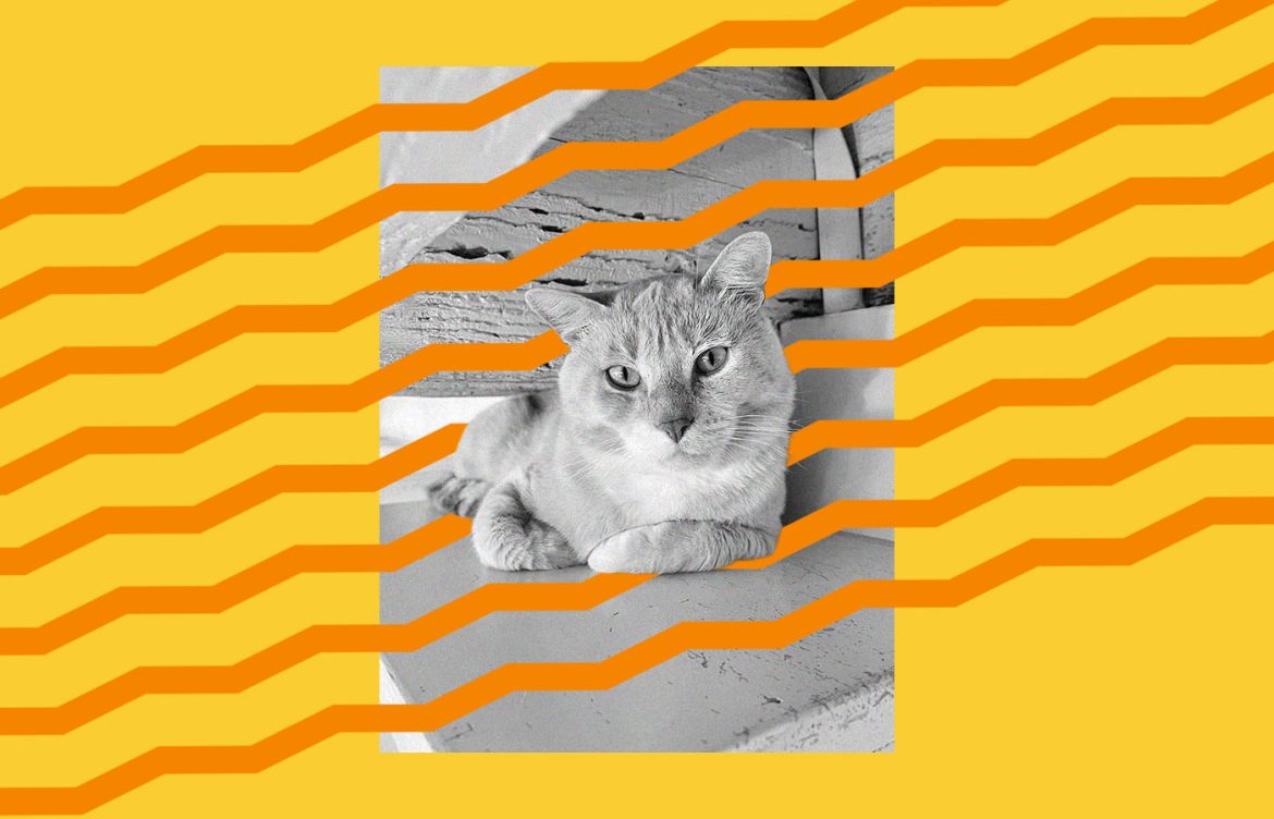 A cat lounging on a wooden surface is partially obscured by orange wavy lines. The background is a solid yellow.